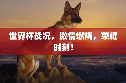 世界杯战况，激情燃烧，荣耀时刻！眉山市正发家政服务有限公司