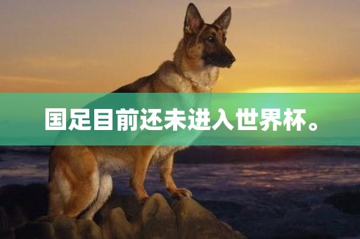 国足目前还未进入世界杯。