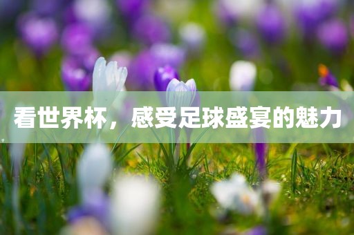 看世界杯，感受足球盛宴的魅力